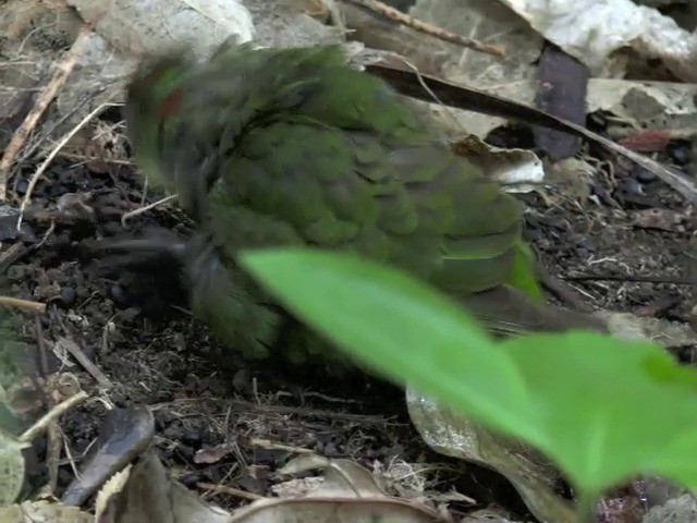 Red-crowned Parakeet - ML201670651