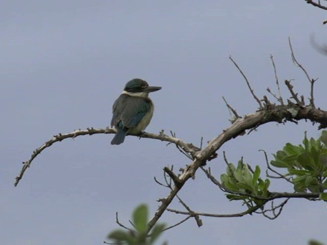 Sacred Kingfisher (New Zealand) - ML201670671