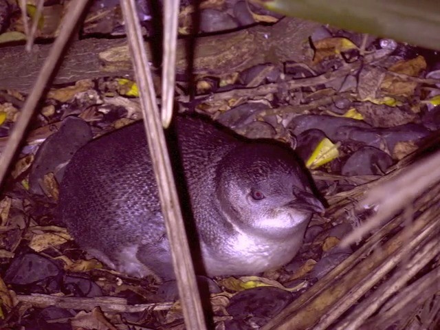 コビトペンギン - ML201670681