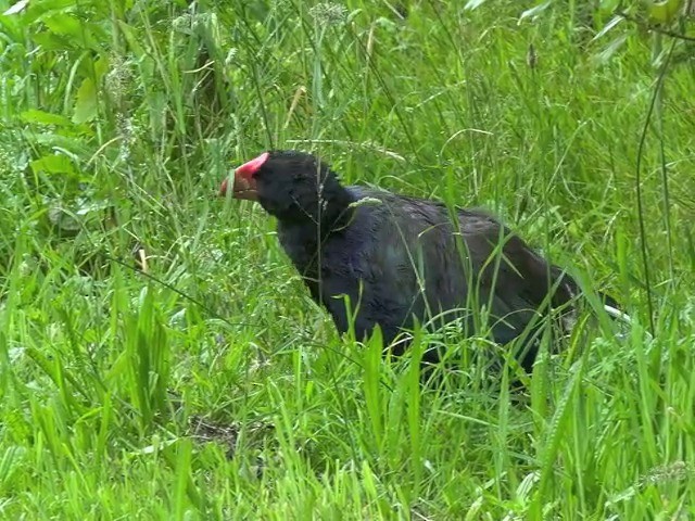 South Island Takahe - ML201670691