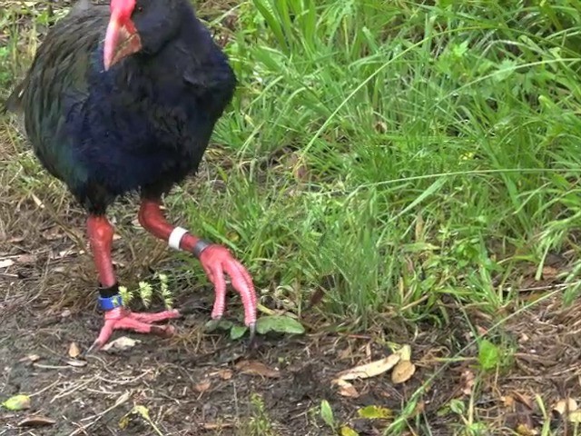 South Island Takahe - ML201670701