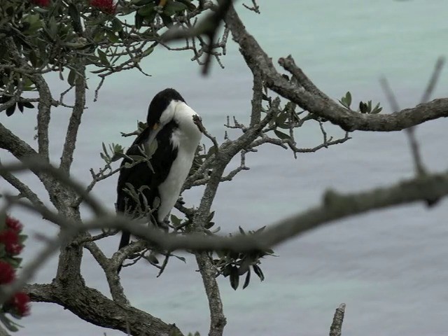 Cormoran varié - ML201670721