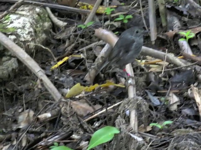 North Island Robin - ML201670751