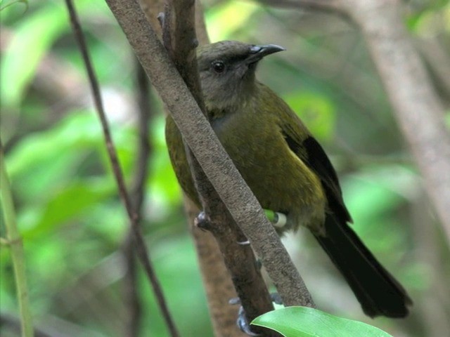 New Zealand Bellbird - ML201670761