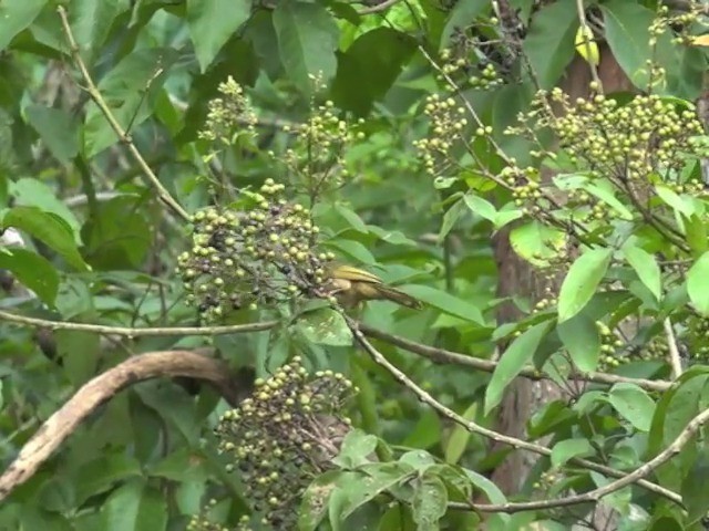 Bulbul à ailes olive - ML201670771