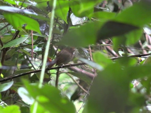 Rufous-browed Flycatcher - ML201670781