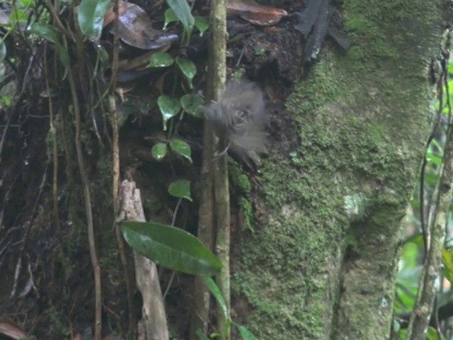 ノドフサザイチメドリ - ML201670841