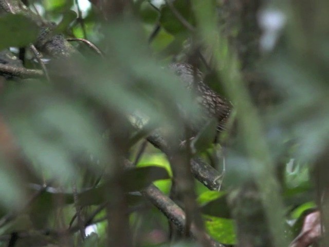 ノドフサザイチメドリ - ML201670851