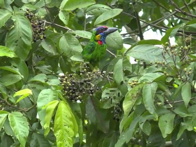 Red-crowned Barbet - ML201670901