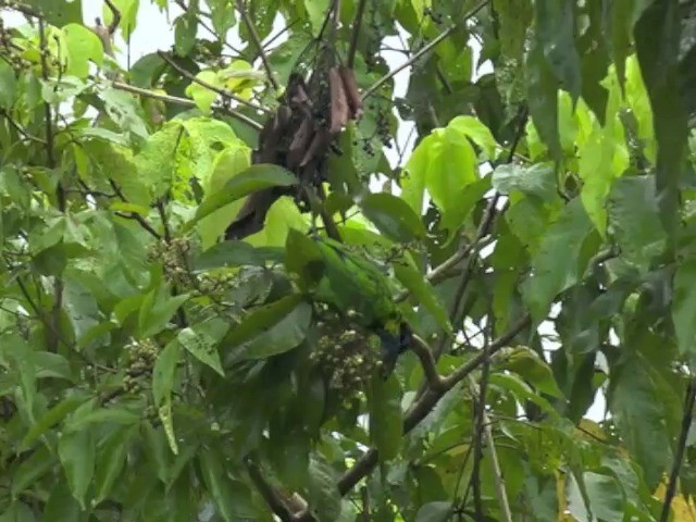 Red-crowned Barbet - ML201670911