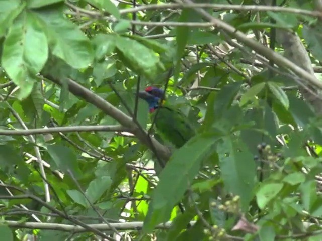 Red-crowned Barbet - ML201670921