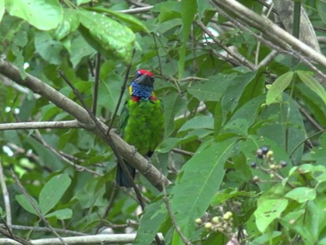 Al Tepeli Barbet - ML201670941