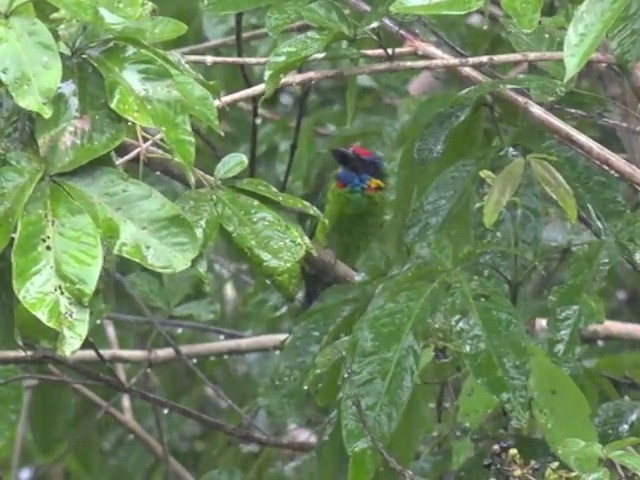 Red-crowned Barbet - ML201670951