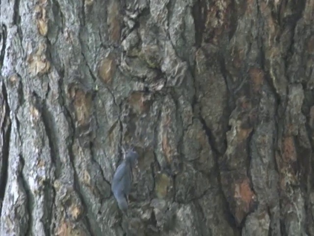Kashmir Nuthatch - ML201670971
