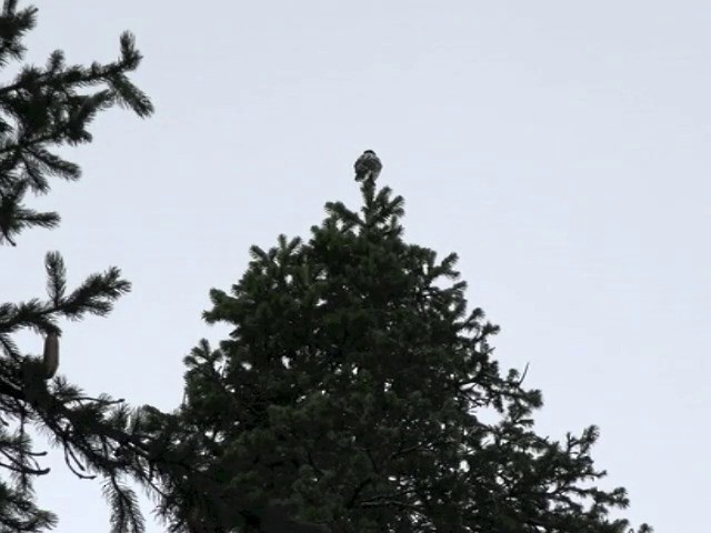 カシミールホシガラス - ML201671011