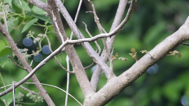 Drongo Crestudo (leucops/banggaiensis) - ML201671171