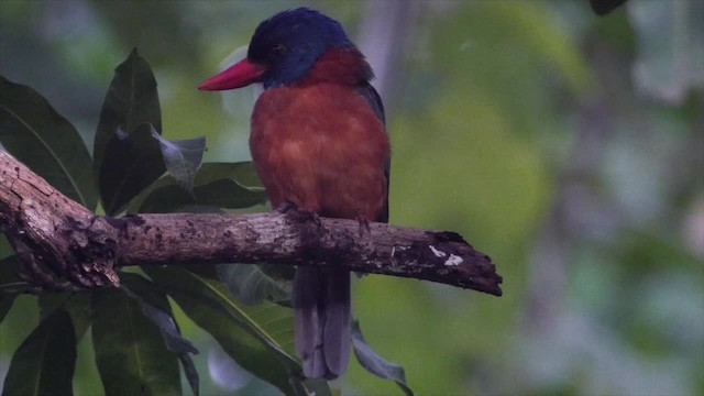 Green-backed Kingfisher (Blue-headed) - ML201671191