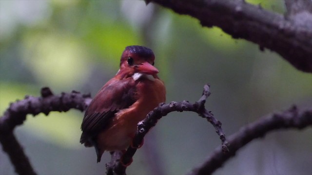 Sulawesi Dwarf-Kingfisher - ML201671241