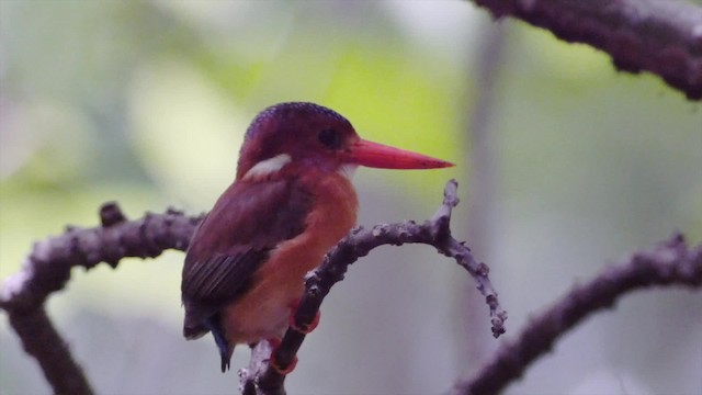 Martin-pêcheur multicolore - ML201671251