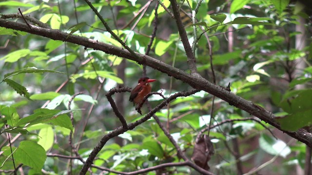Sulawesi Dwarf-Kingfisher - ML201671261