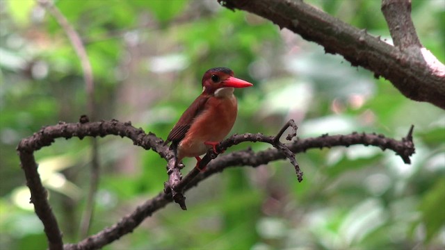 Martin-pêcheur multicolore - ML201671291