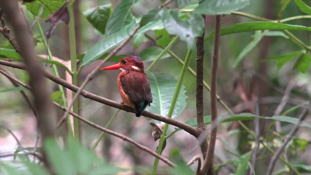 Martin-pêcheur multicolore - ML201671301