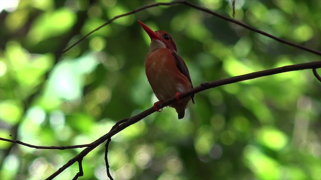 Martin-pêcheur multicolore - ML201671331