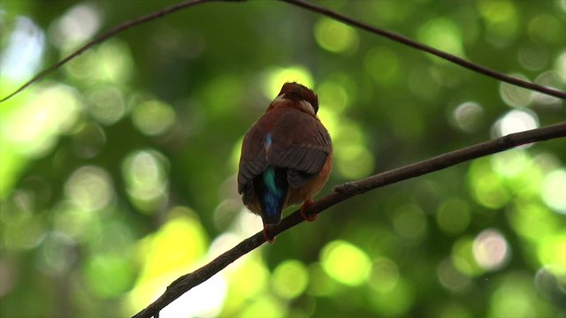 Martin-pêcheur multicolore - ML201671341