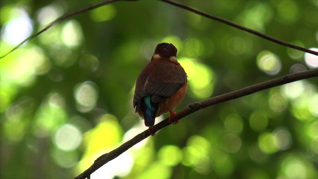 Martin-pêcheur multicolore - ML201671351