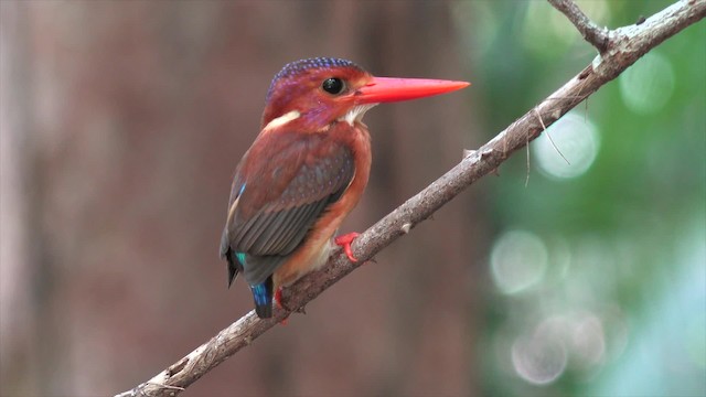 Martin-pêcheur multicolore - ML201671371