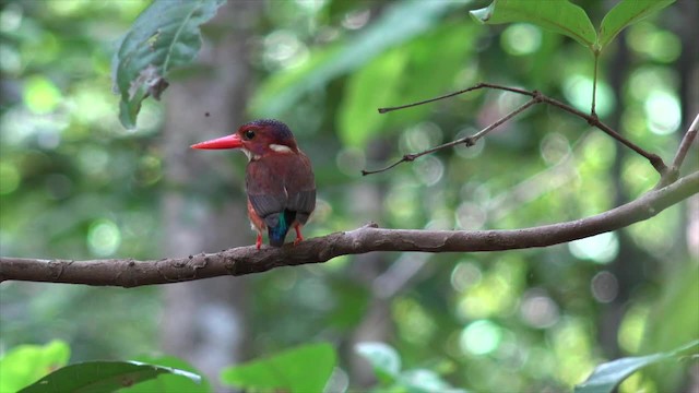 Martin-pêcheur multicolore - ML201671391