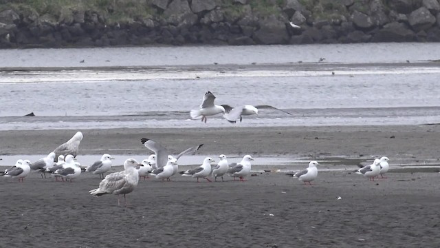 Red-legged Kittiwake - ML201671481