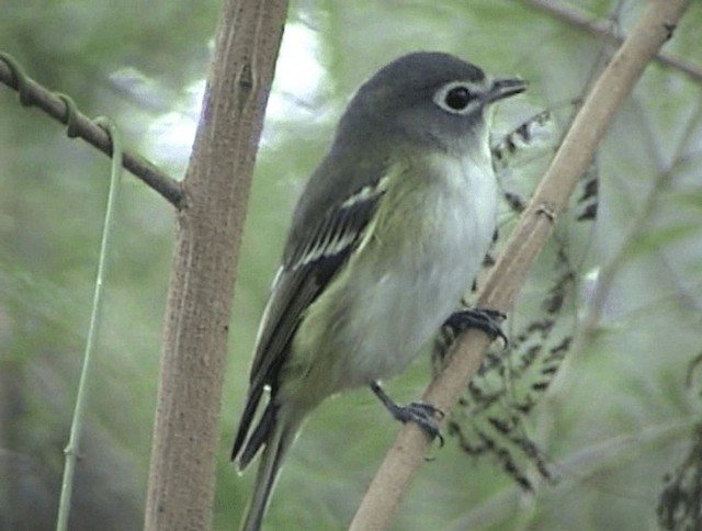 Blue-headed Vireo - ML201671541