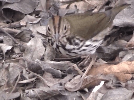 Ovenbird - ML201671561