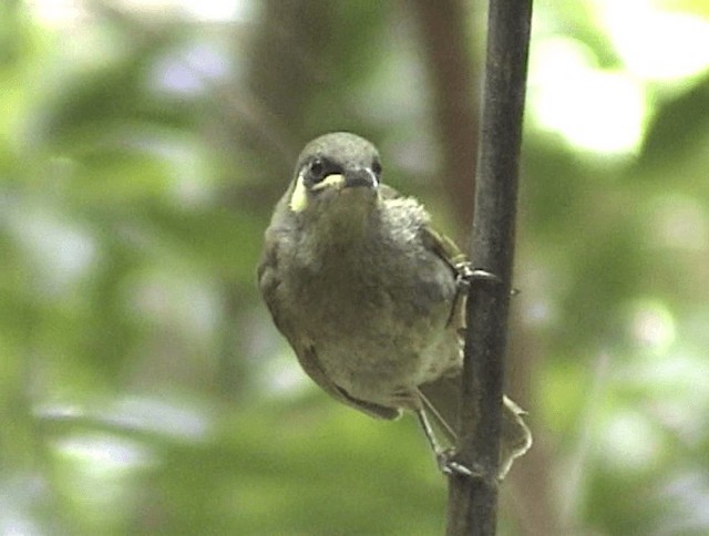 Cryptic Honeyeater - ML201671571