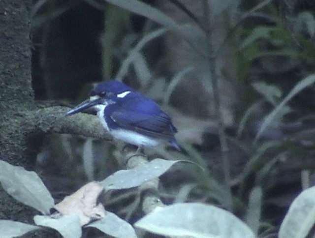 Little Kingfisher - ML201671581