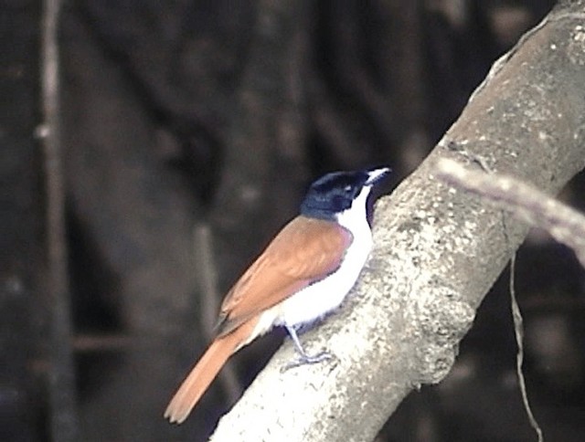 Shining Flycatcher - ML201671601