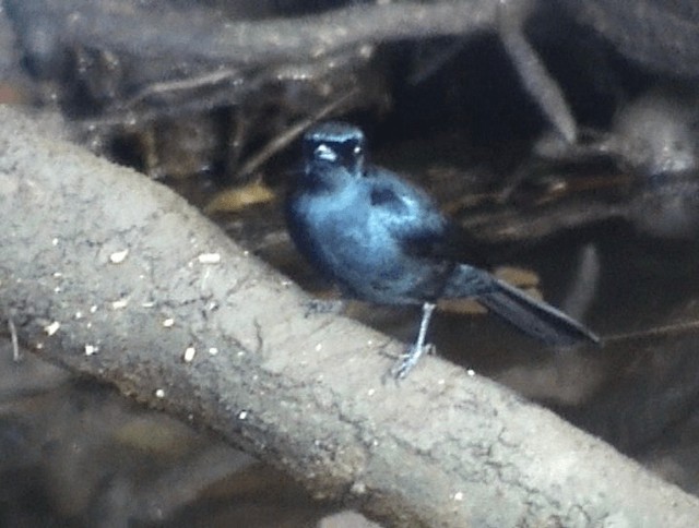 Shining Flycatcher - ML201671611