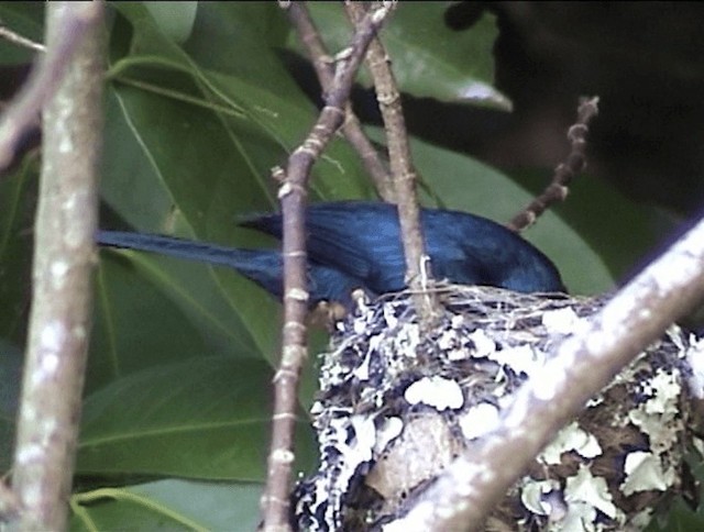 Shining Flycatcher - ML201671621