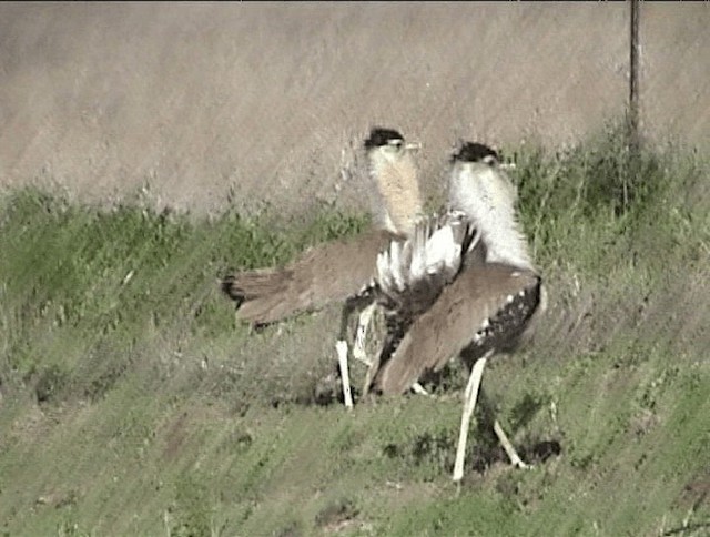 Australian Bustard - ML201671651