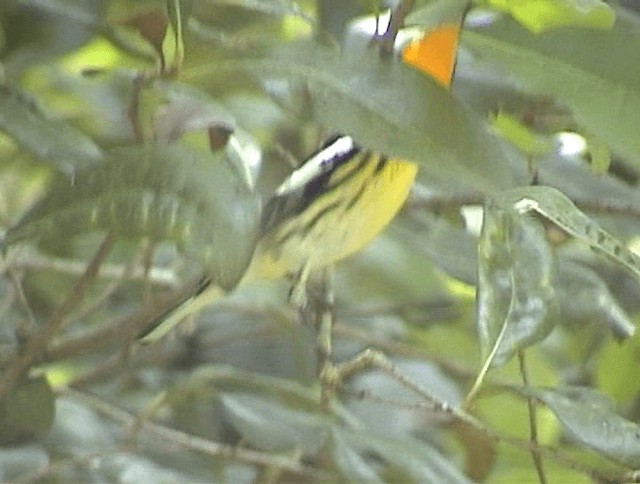 Blackburnian Warbler - ML201671661