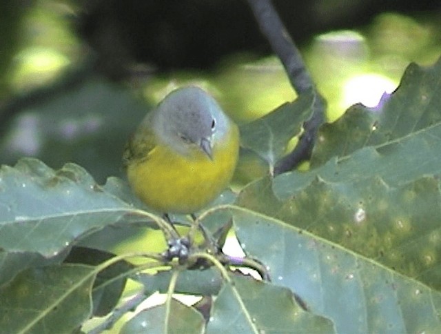 Nashville Warbler - ML201671681