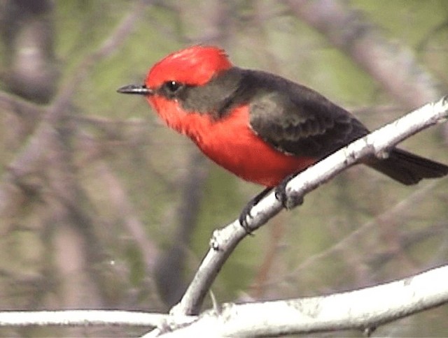 Vermilion Flycatcher (Northern) - ML201671701