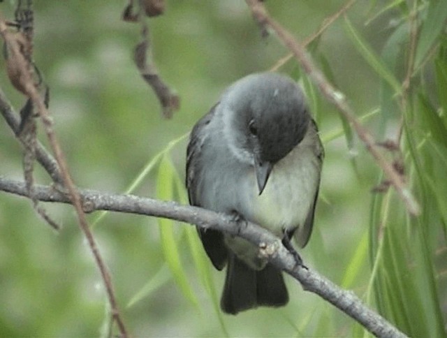 Eastern Wood-Pewee - ML201671721