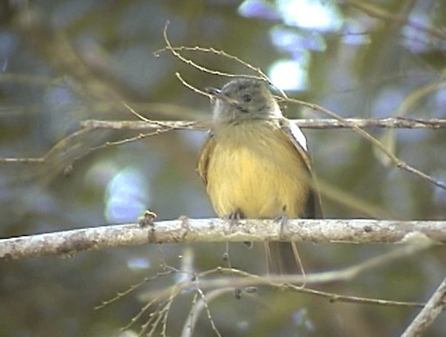 Ochre-bellied Flycatcher - ML201671751