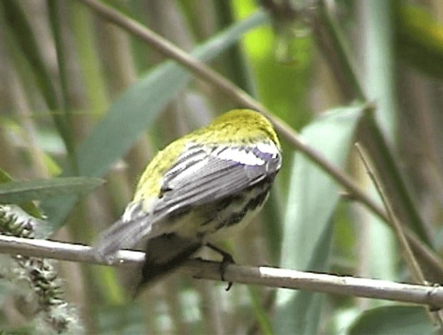 Black-throated Green Warbler - ML201671791