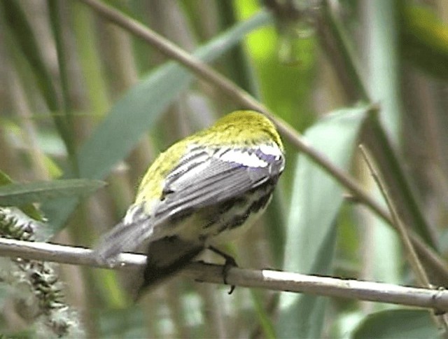 Grünmantel-Waldsänger - ML201671791