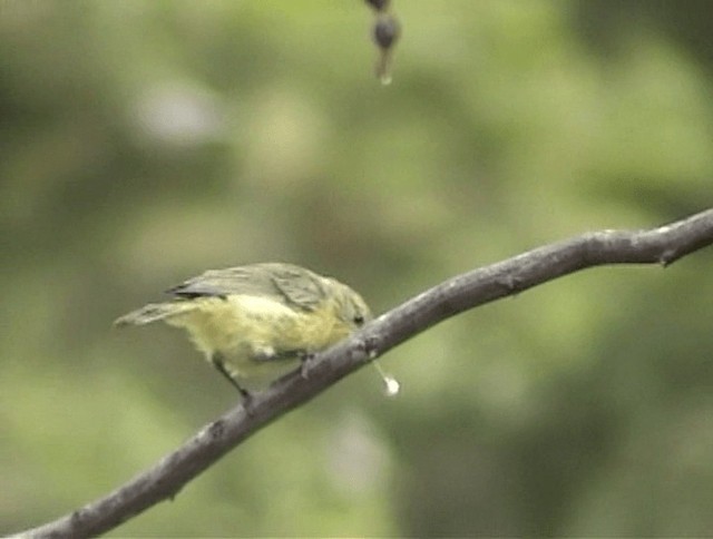 Yellow Thornbill - ML201671821