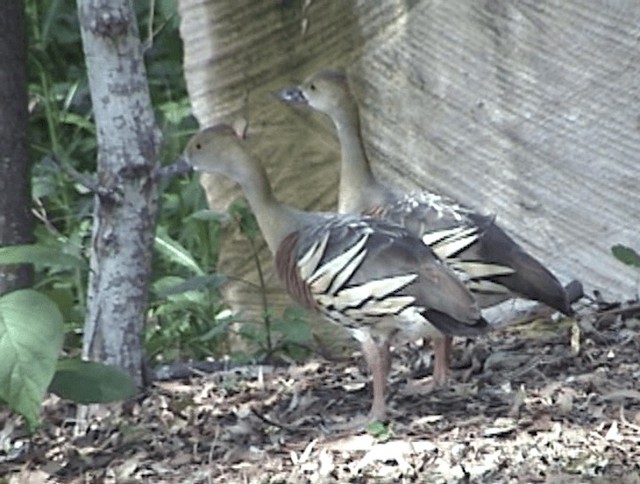 Plumed Whistling-Duck - ML201671831