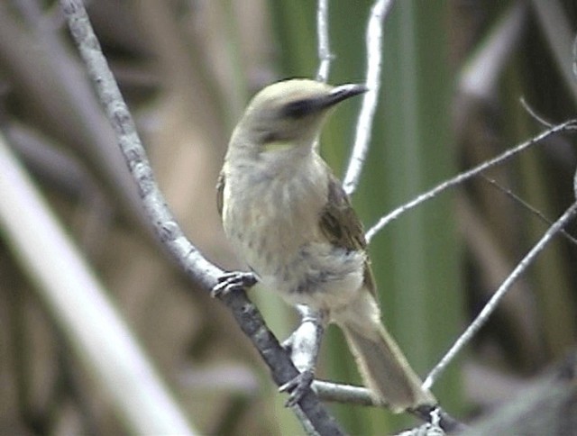 Fuscous Honeyeater - ML201671841